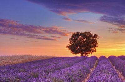 Campi di lavanda