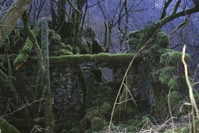 Stipsi sinaptica