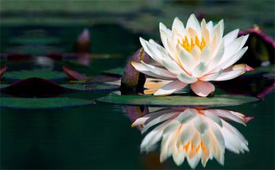 I fiori di loto