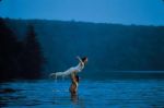 La danza dell'amore