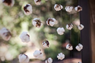 Fiore di cotone
