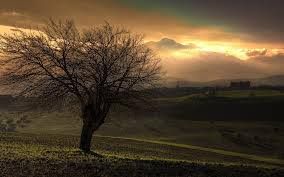 Il pruno