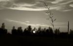 Nell�aria