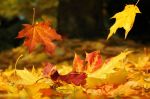 Affresco autunnale