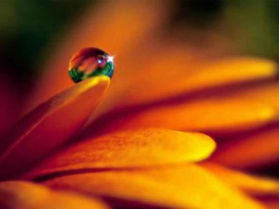 La Bellezza salver� il mondo