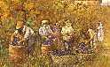 Tempo di vendemmia
