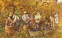 Tempo di vendemmia