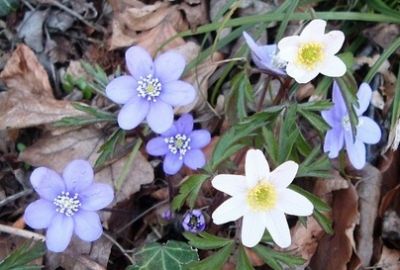 Fiori di campo