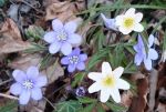 Fiori di campo