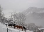 Inverno all�alpeggio