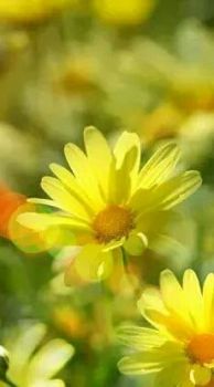 Il colore del sole