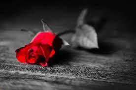 Le rose