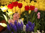 L'Amore �