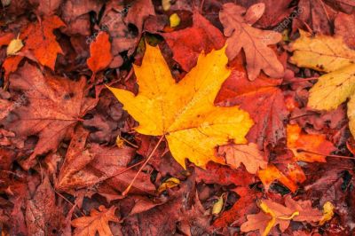 Ritratti d�autunno