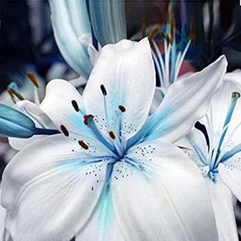 Se fossi fiore