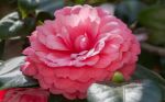 Una rosa nel deserto