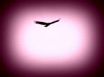 Chi voler� pi� in alto