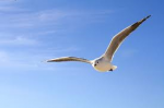 Libert�
