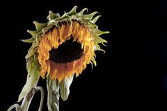 Girasoli di notte