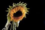 Girasoli di notte