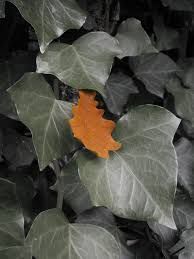 Ad ogni et�...il suo colore!