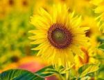 Luce