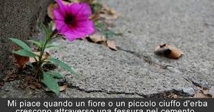 Cemento