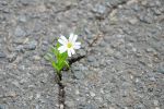 Volont� nascosta