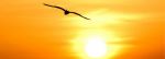 Liberta�