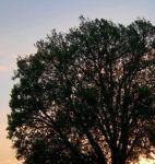 Sar� stato il tramonto