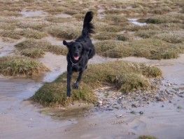 Il cane d'inverno