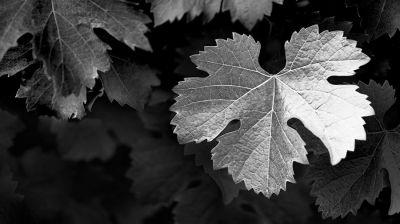 Spirito