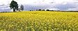 �Endecasillabi floreali�