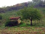 �Cuore contadino�