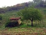 �Cuore contadino�
