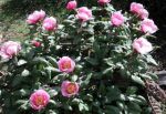 Sogno d�amore
