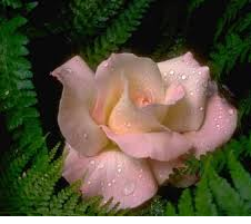 Questo � il vero amore