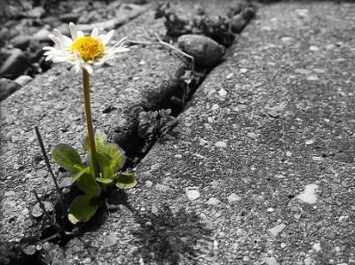 Semplicit�