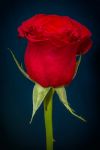 Ti regaler�