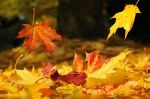 Quando...� autunno