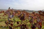 Ricordi d�autunno