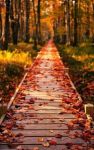 Le foglie d�autunno come fredde lame