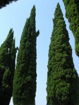 All�ombra dei cipressi