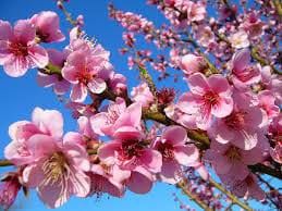 La primavera riscoprir� i baci pi� preziosi