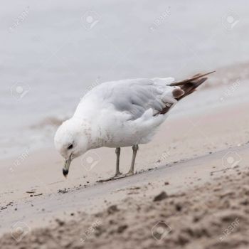 Gabbiano solitario