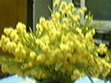 Mimosa