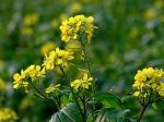 Dentro il giallo