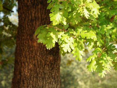 Quercia antica