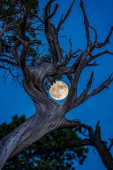 Al chiaro di luna