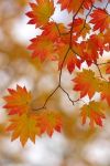 L�autunno con te